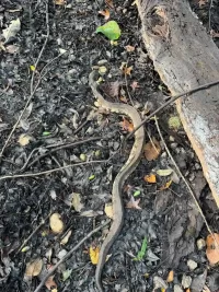 A snake found at the site of a temporary bridge installation